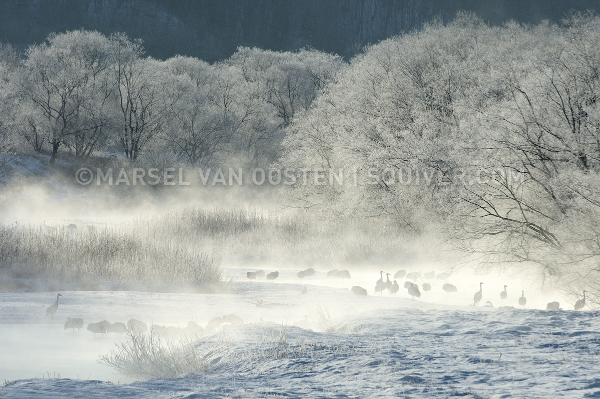 Japanese Winter
