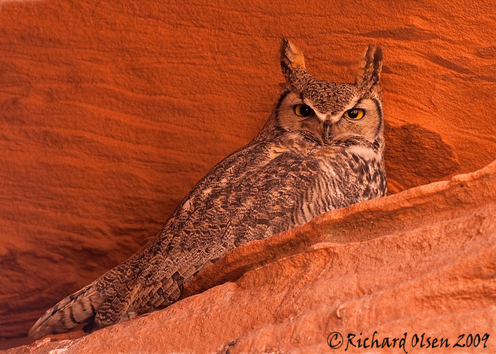 Great Horned Owl