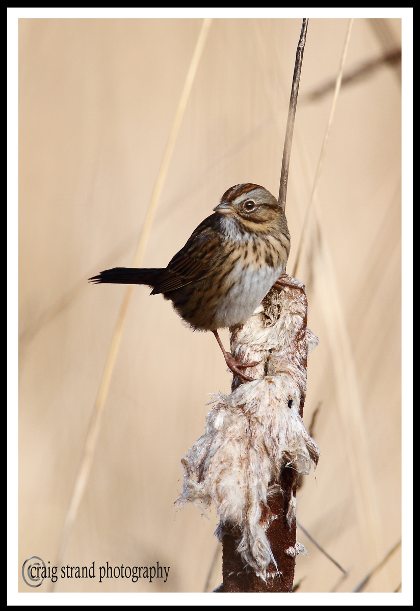 LINCOLN'S SPARROW