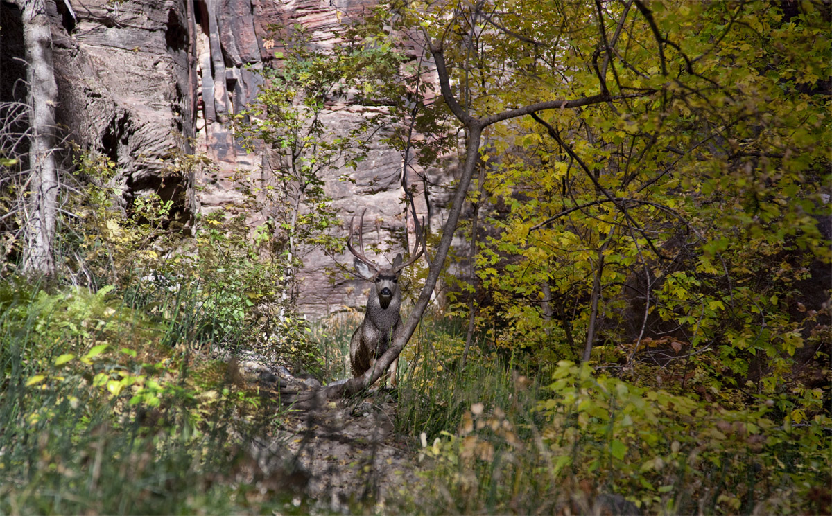 Deer in the Narrows