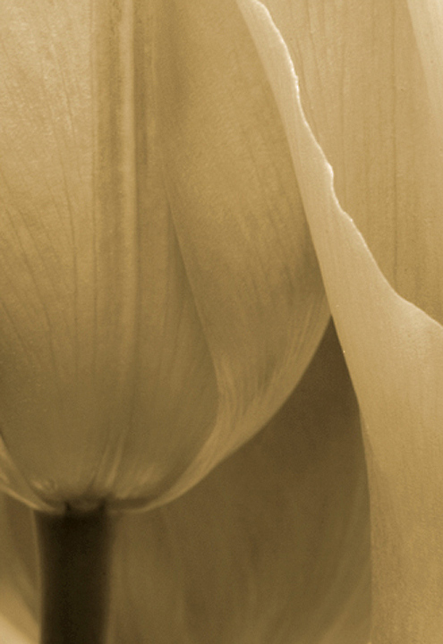 Tulip