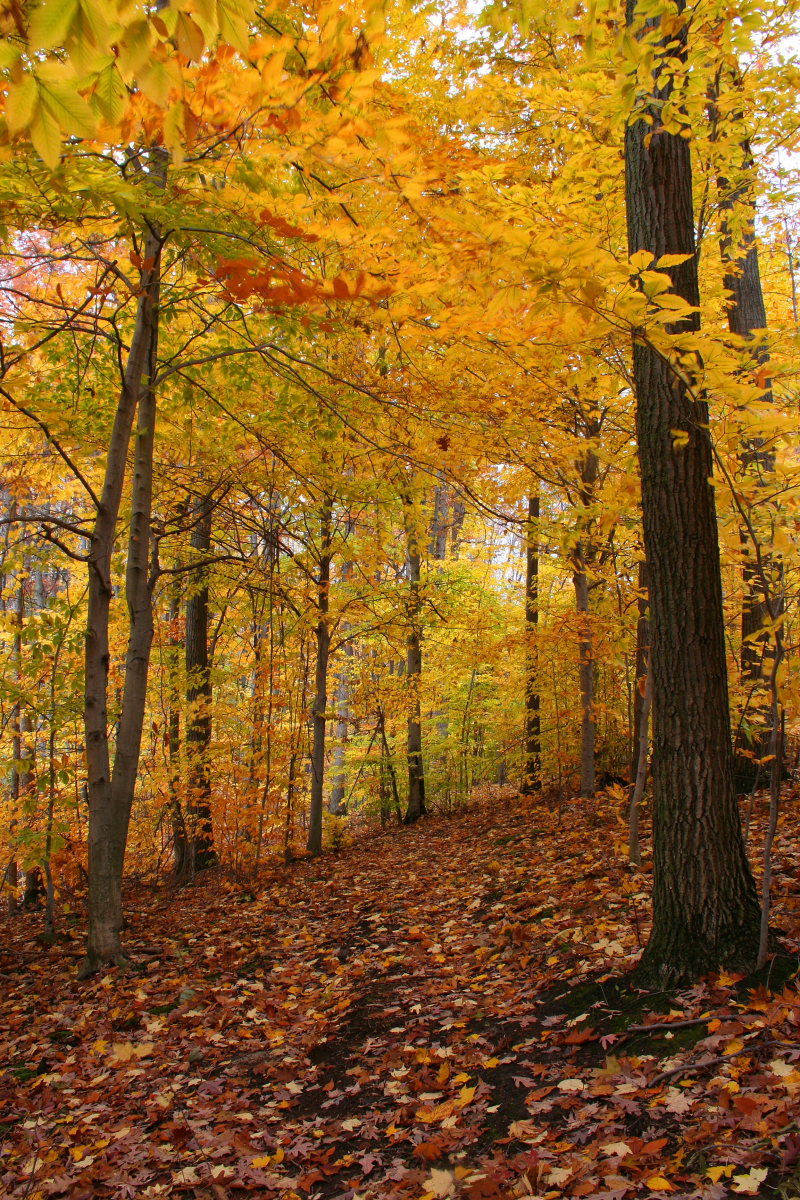 Wilderness Trail