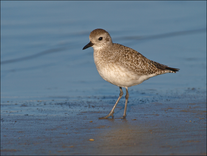 Plover Portrait