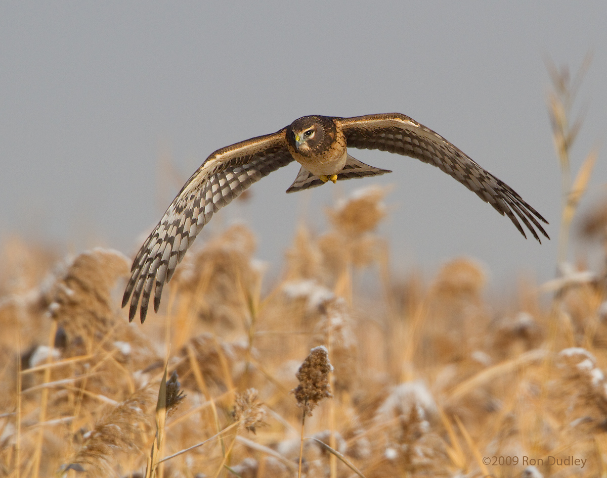 Northern Harrier