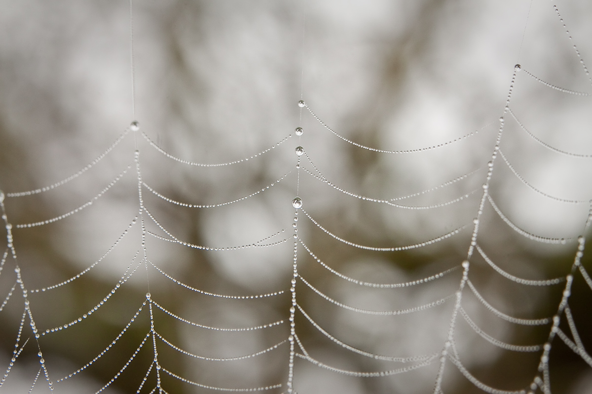 Dew Drops