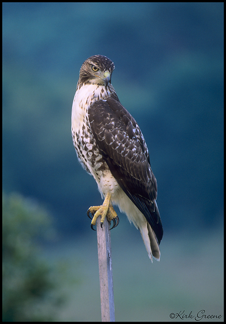 Immature Coopers Hawk?