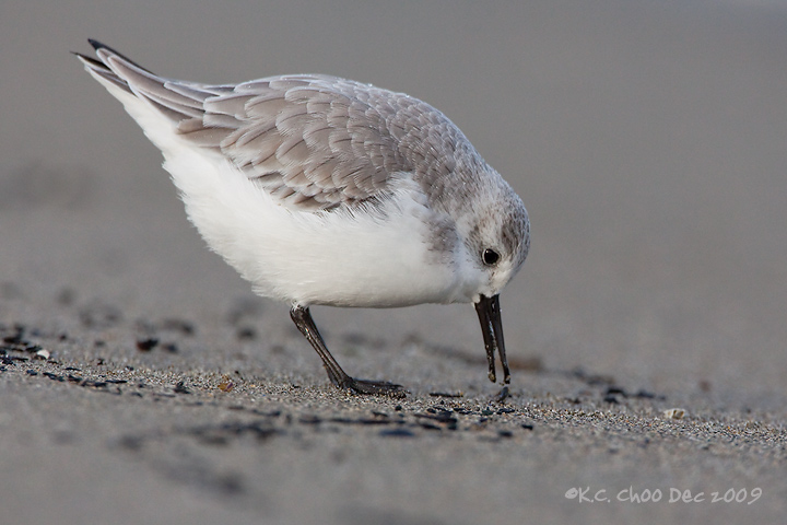 Sanderling