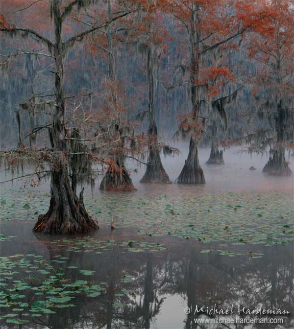 Foggy Caddo Morning