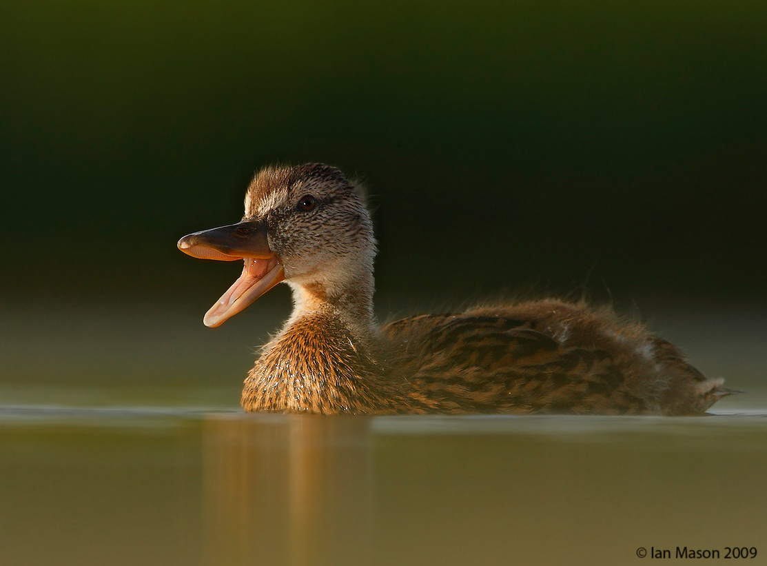 Quack!