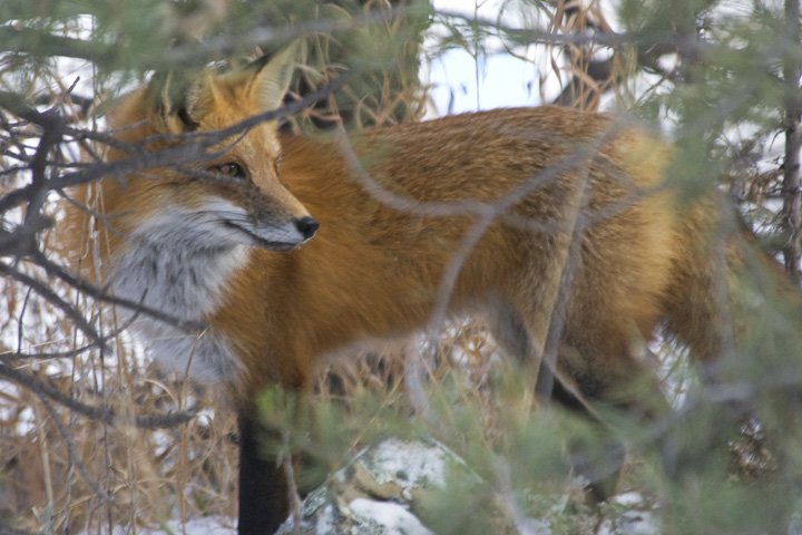 Fox in Trees