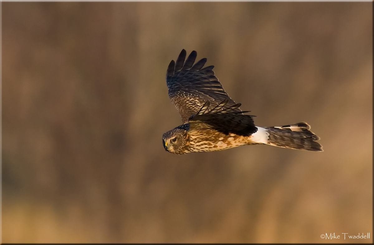 Northern Harrier
