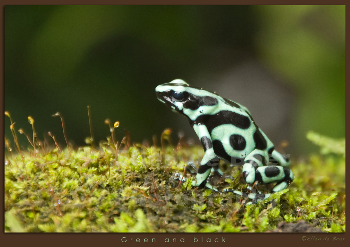 Black and green...