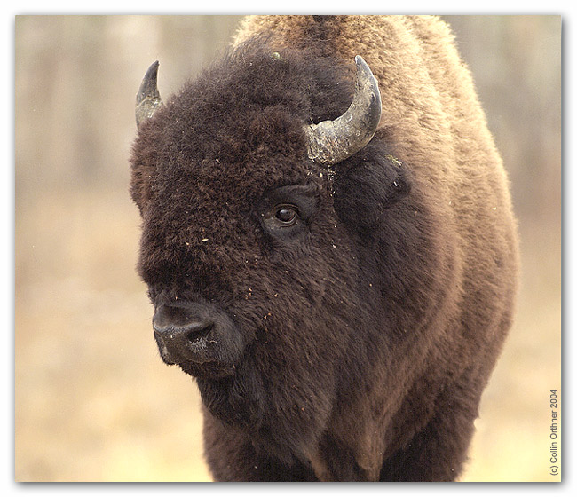 Plains Bison (Bison bison bison), Elk Island National Park, Alberta