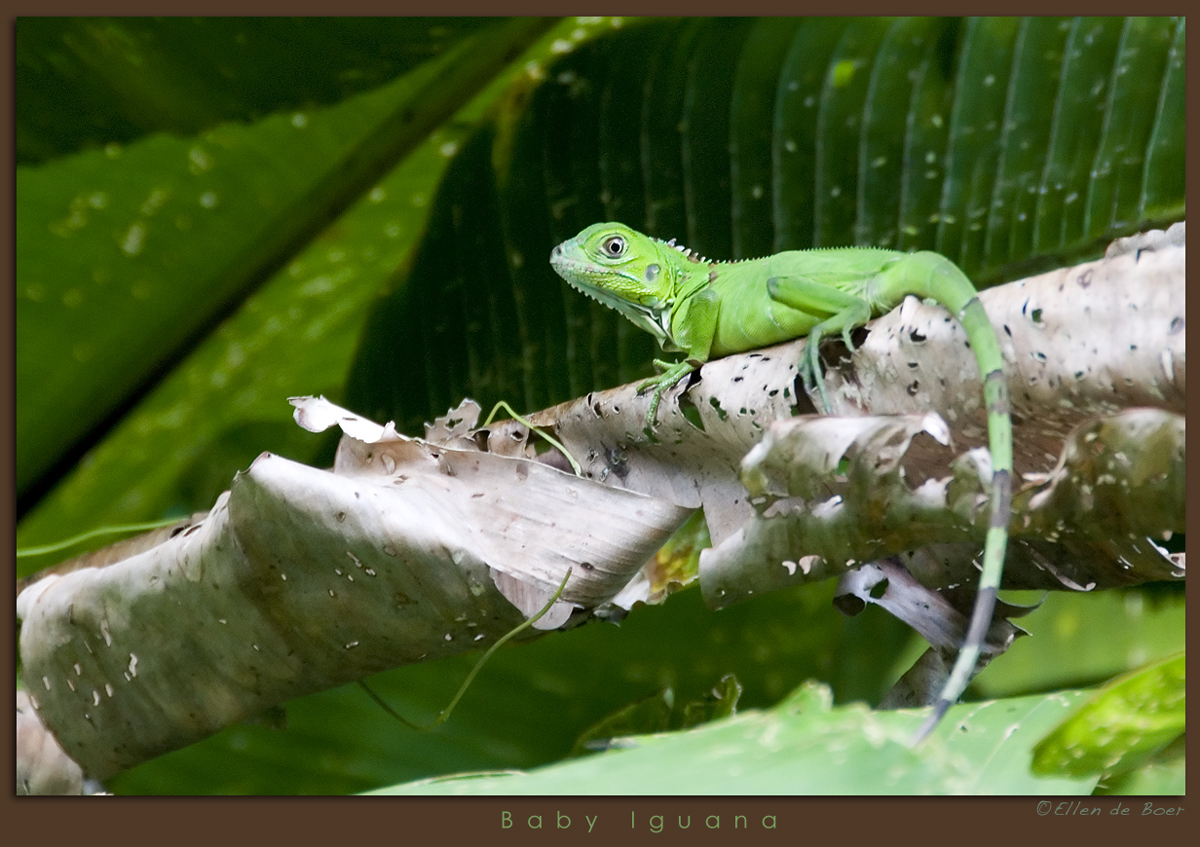 Baby Iguana...