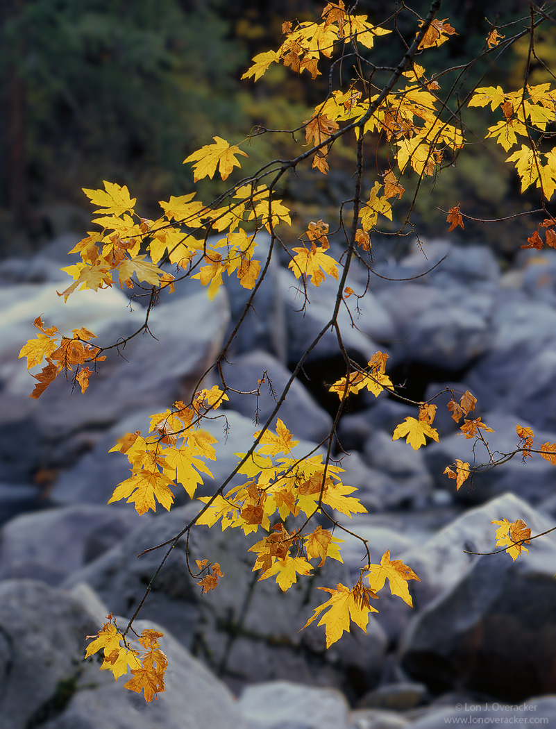 Yosemite Autumn #6