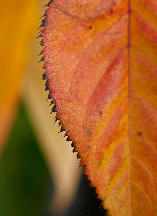 Cherry Leaf