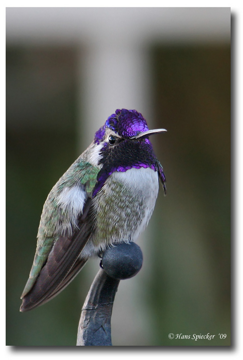 Costa's Hummingbird
