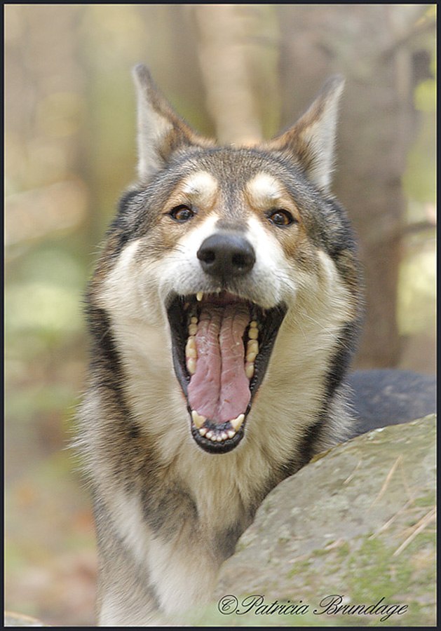 Red Riding Hood's Friend