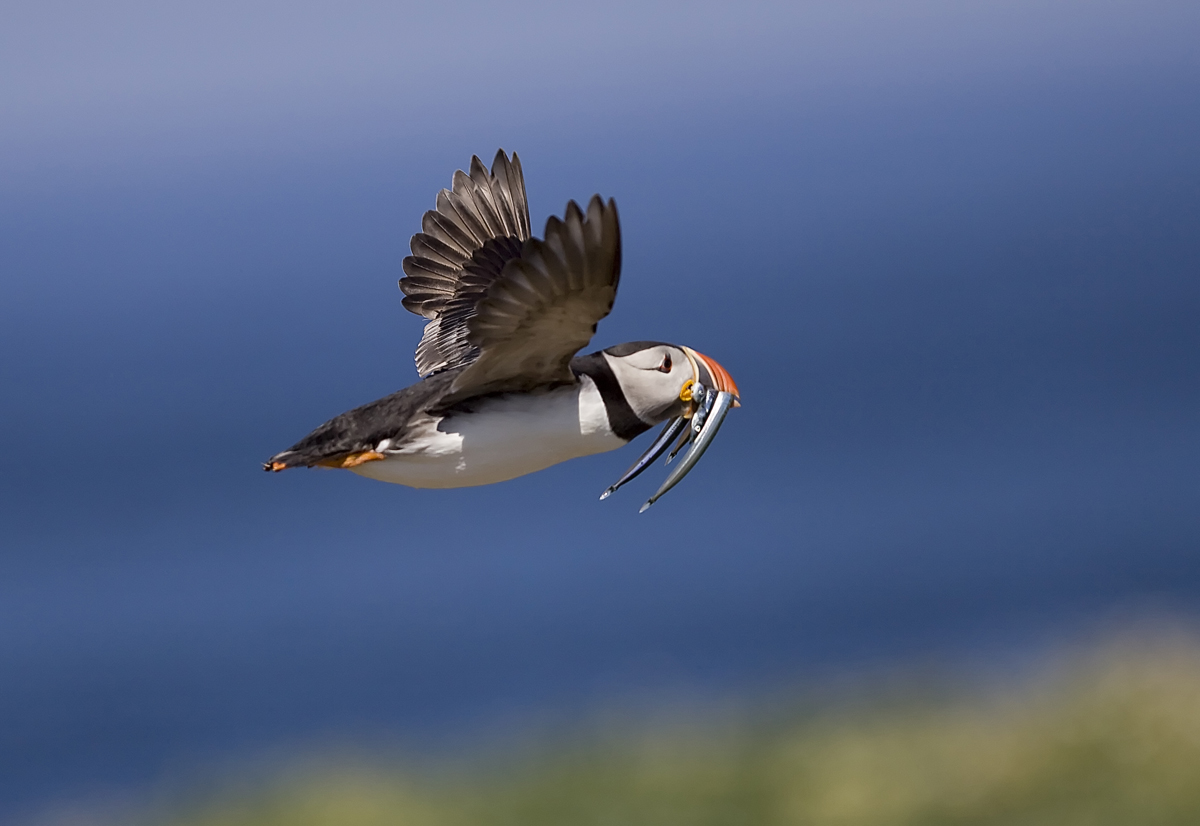 Atlantic Puffin 