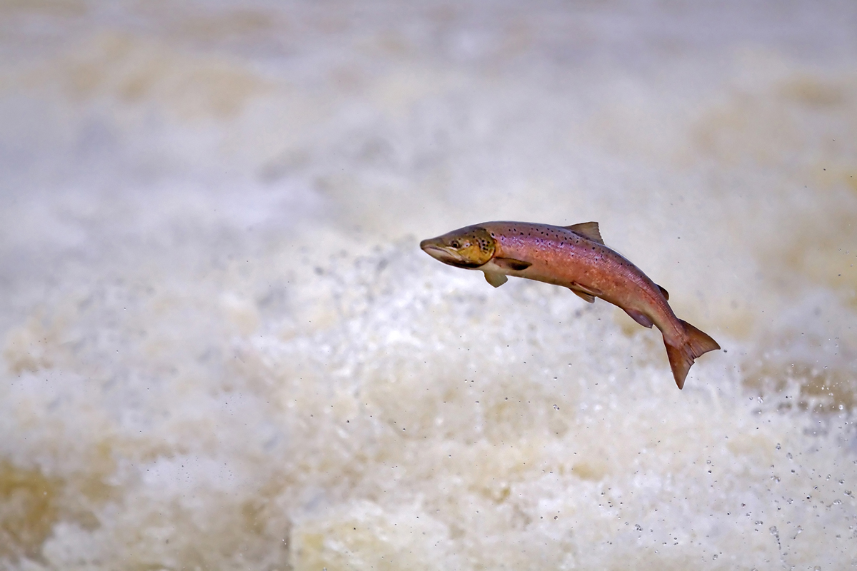 Leaping Salmon