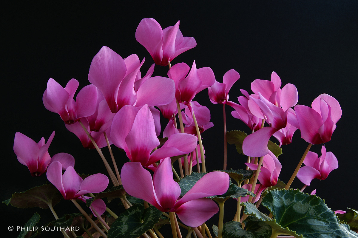 Theme - Cyclamen