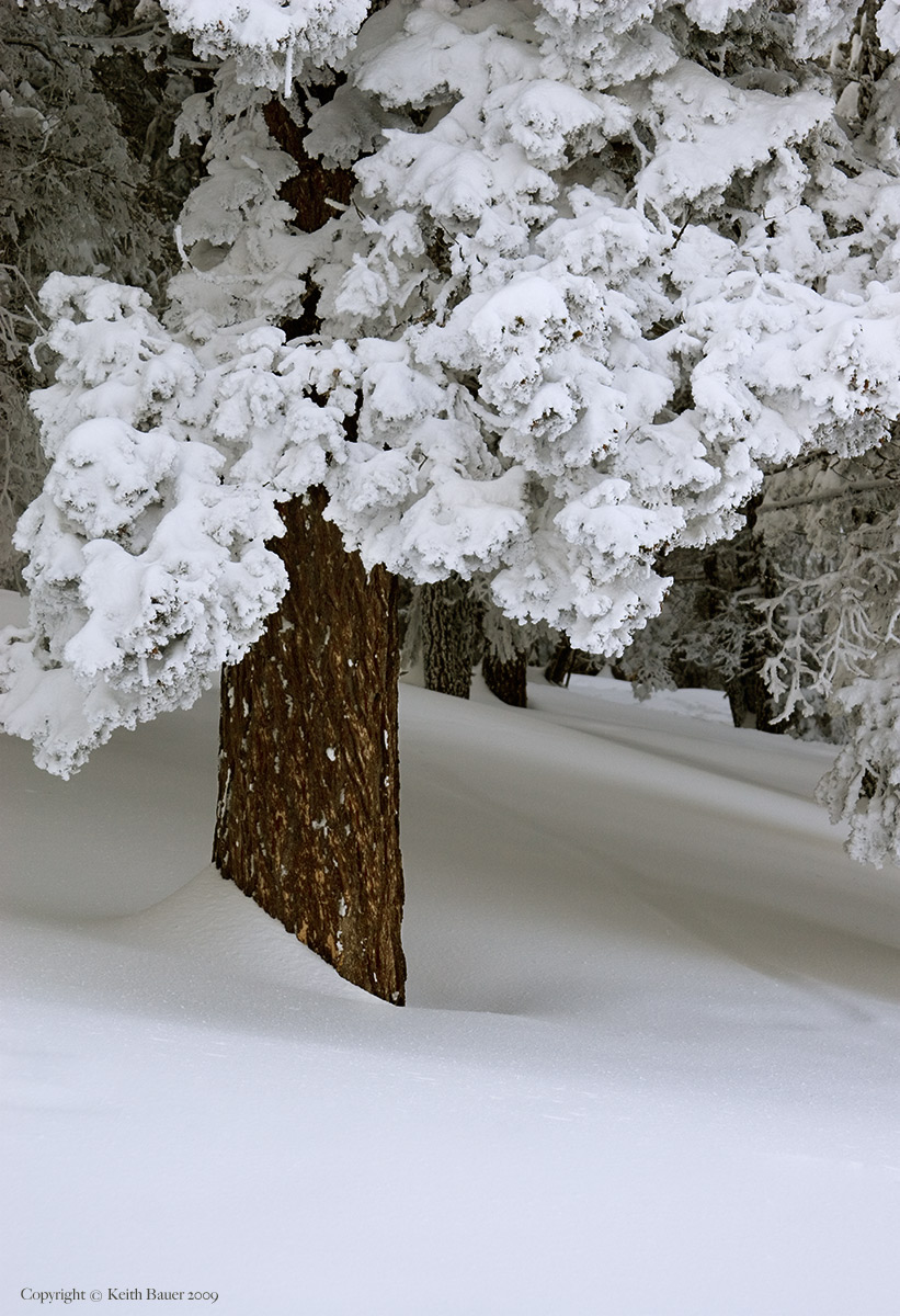 Winter Silence - WC#410