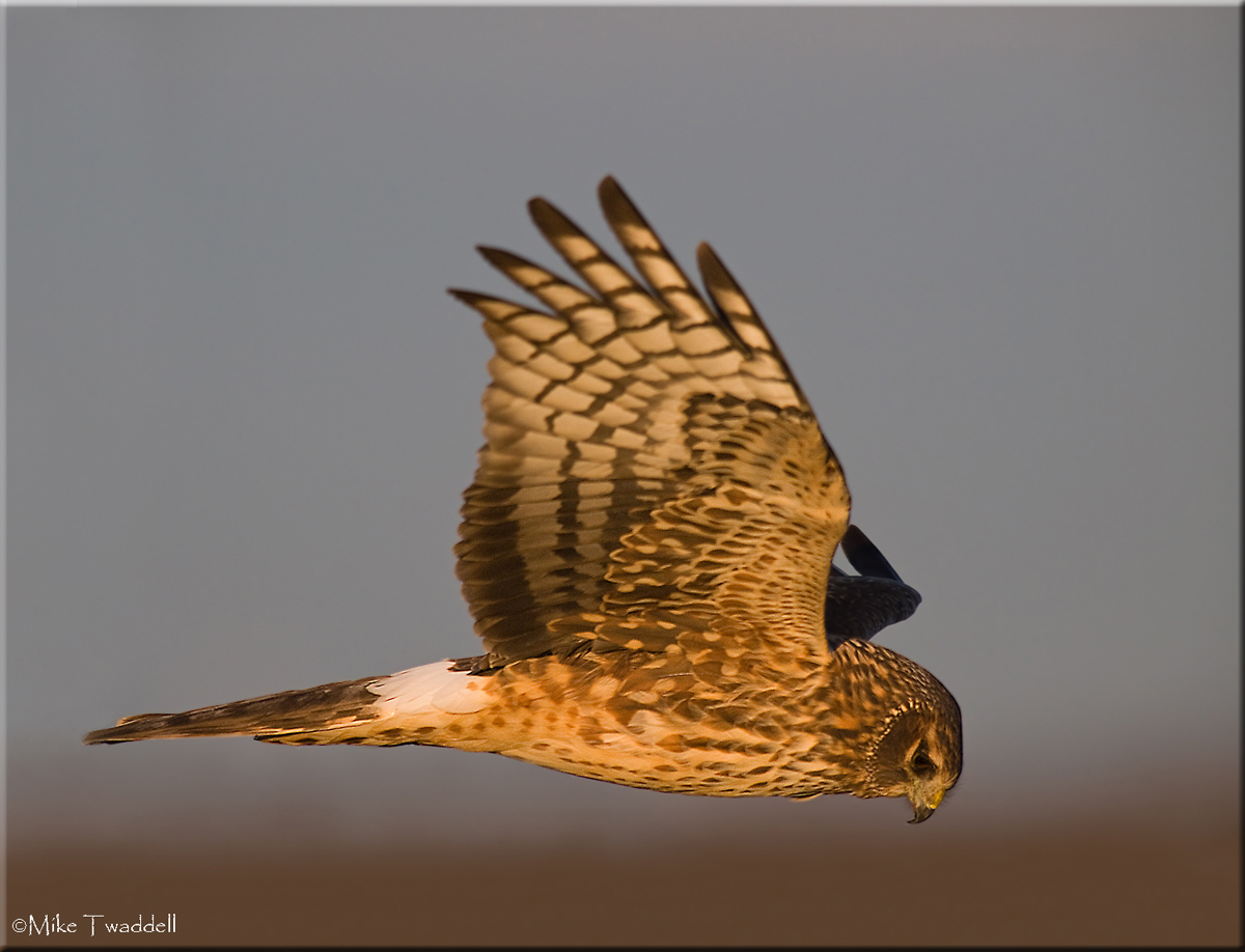Northern Harrier II