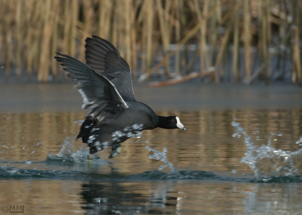 Scooting Coot