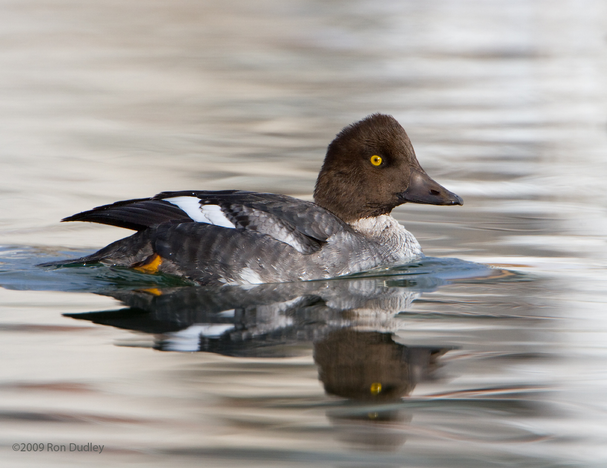 Common Goldeneye