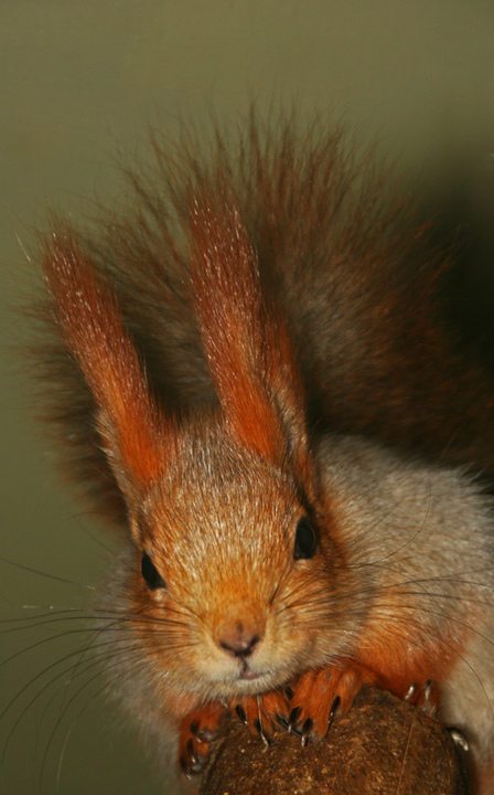 Siberian Red