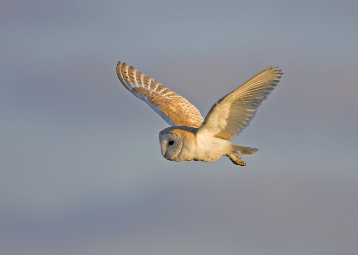 Barn Owl 