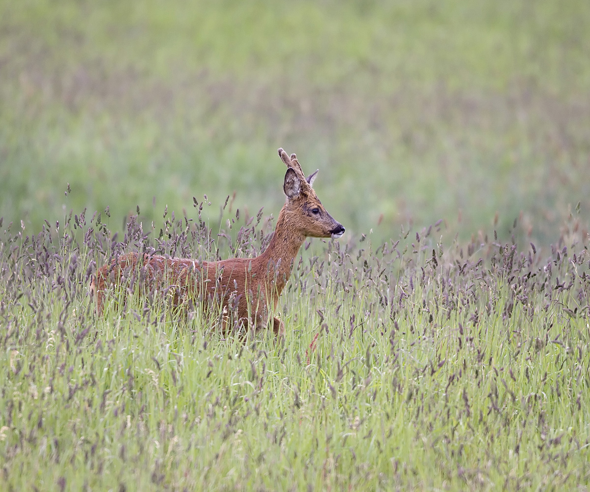 Roe Deer Stag