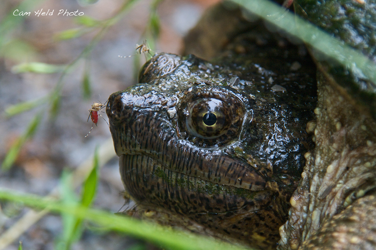 Predator or Prey?