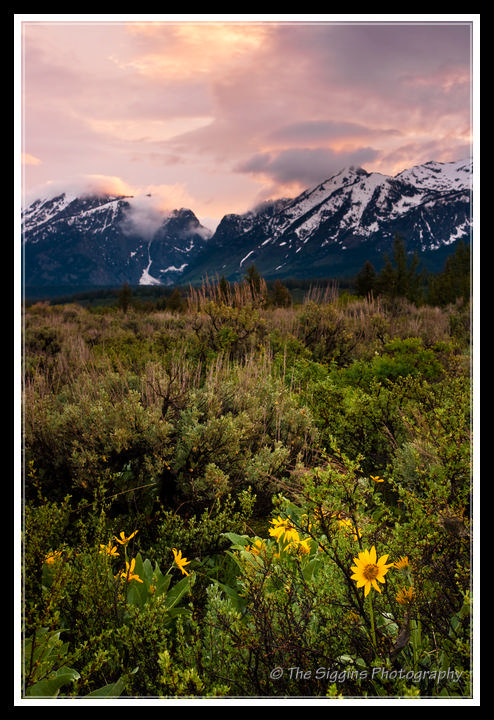 Teton Sunset from Moose 