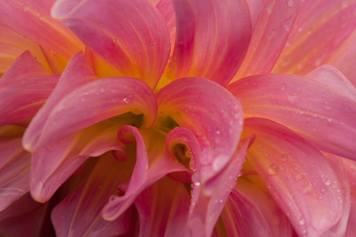 Pink Petals