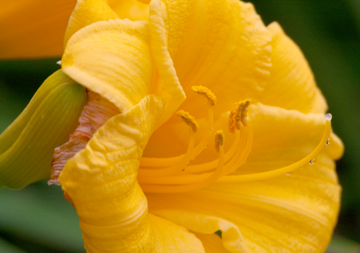 Daylily