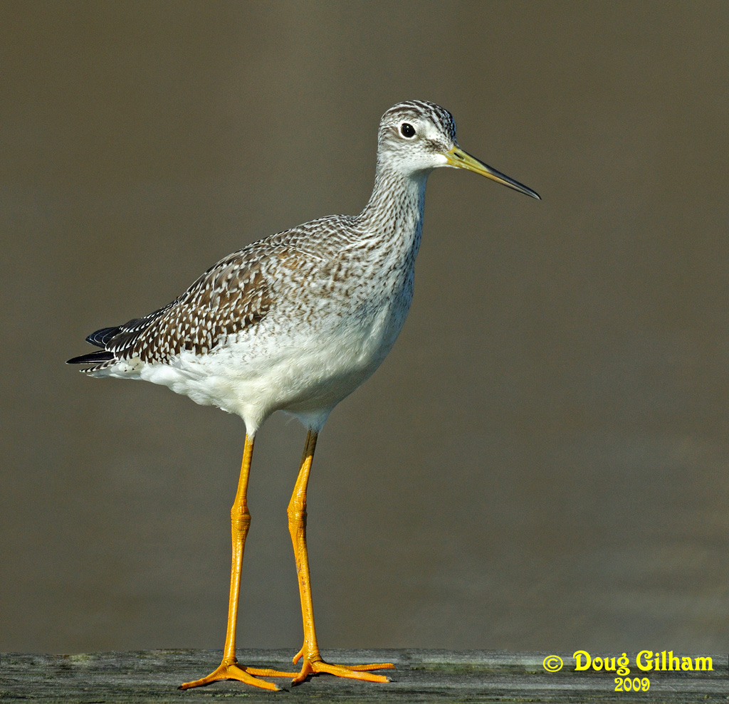 Greater Yellowlegs