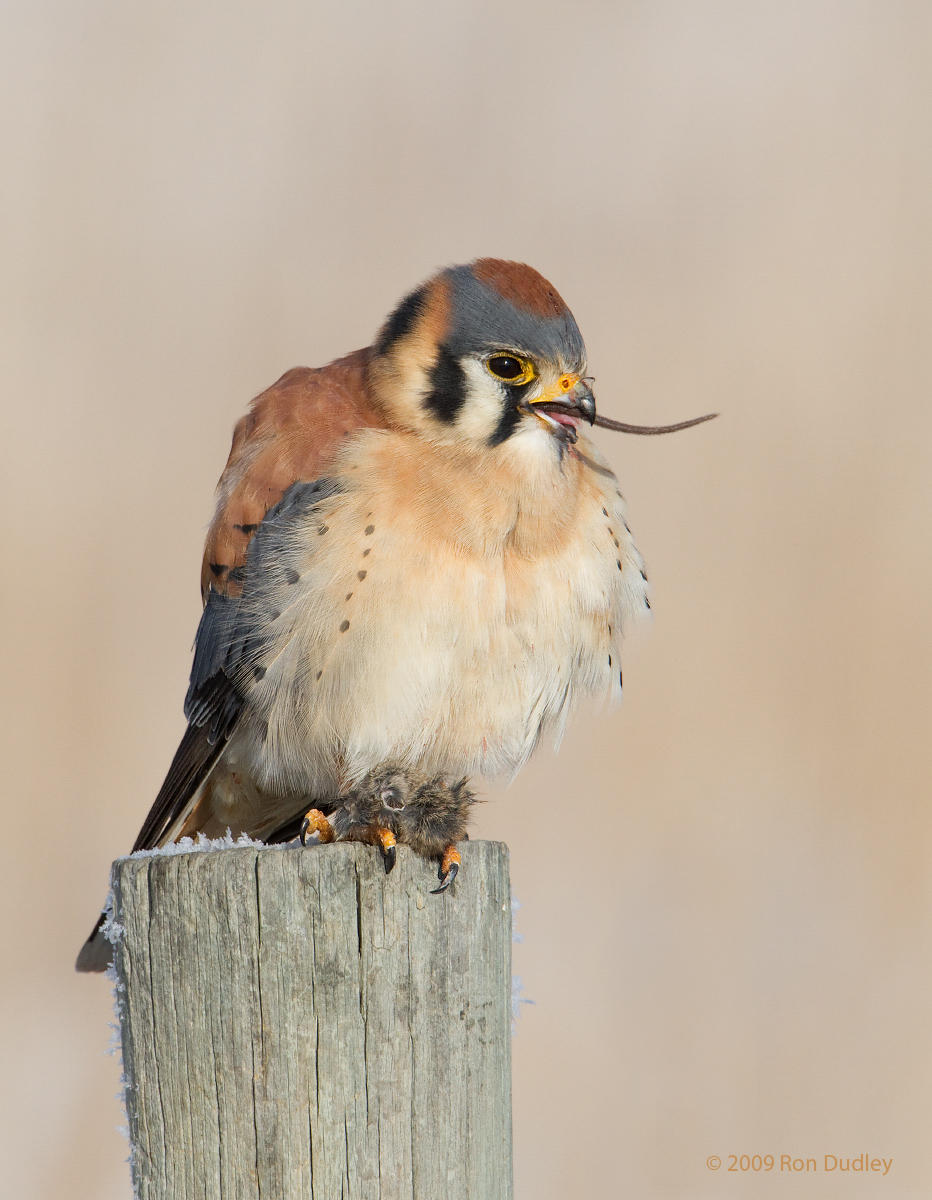 American Kestrel
