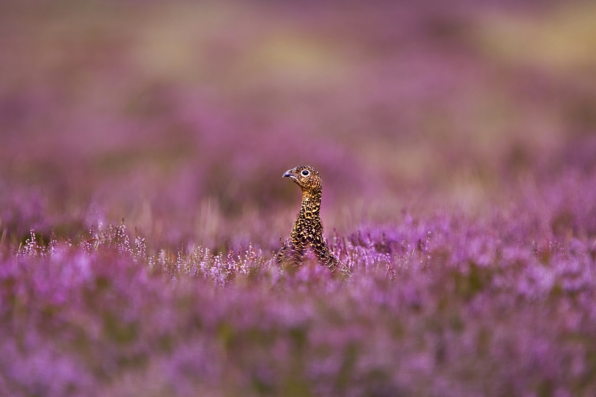 Red Grouse in heather
