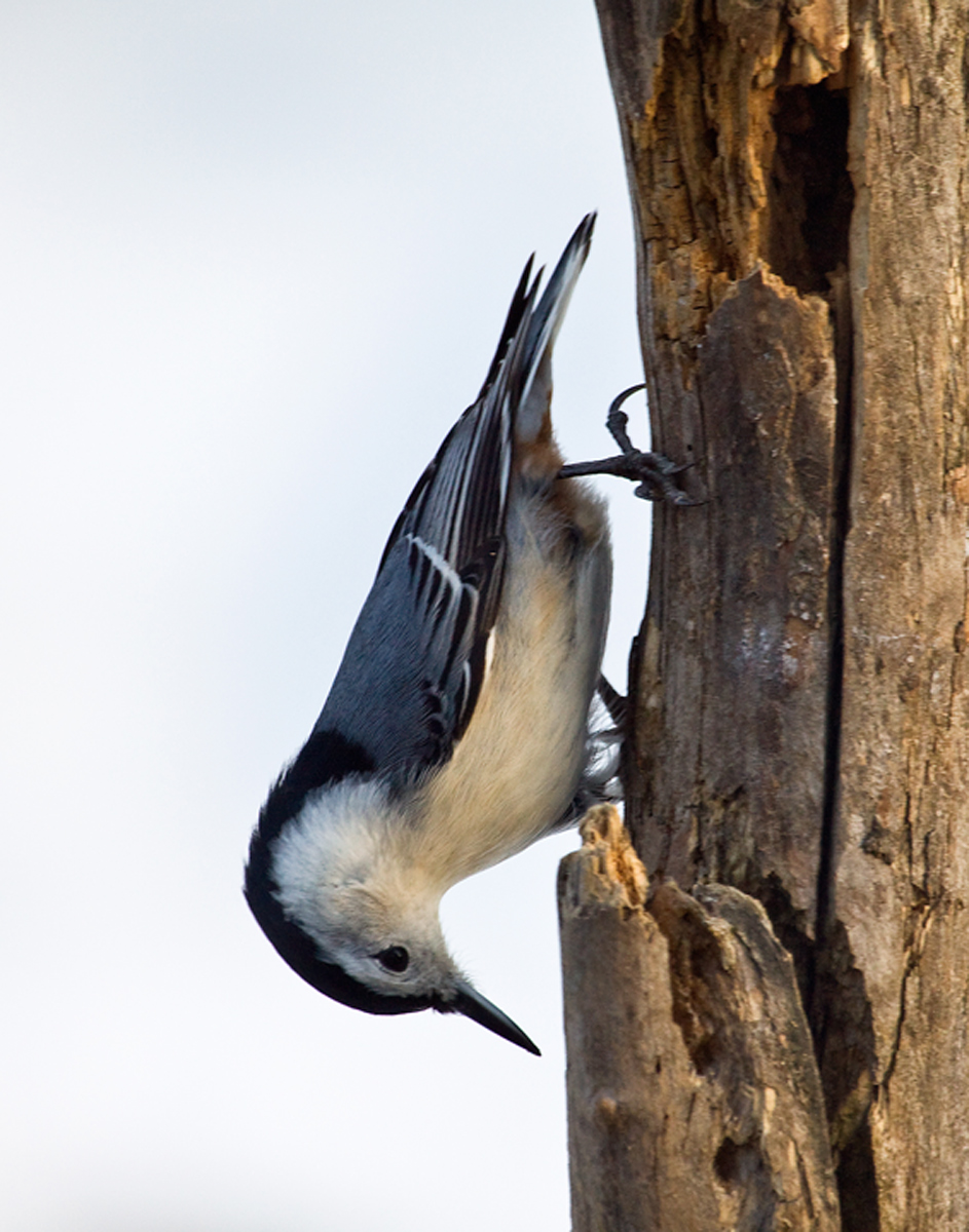 White-Breasted Nuthatch