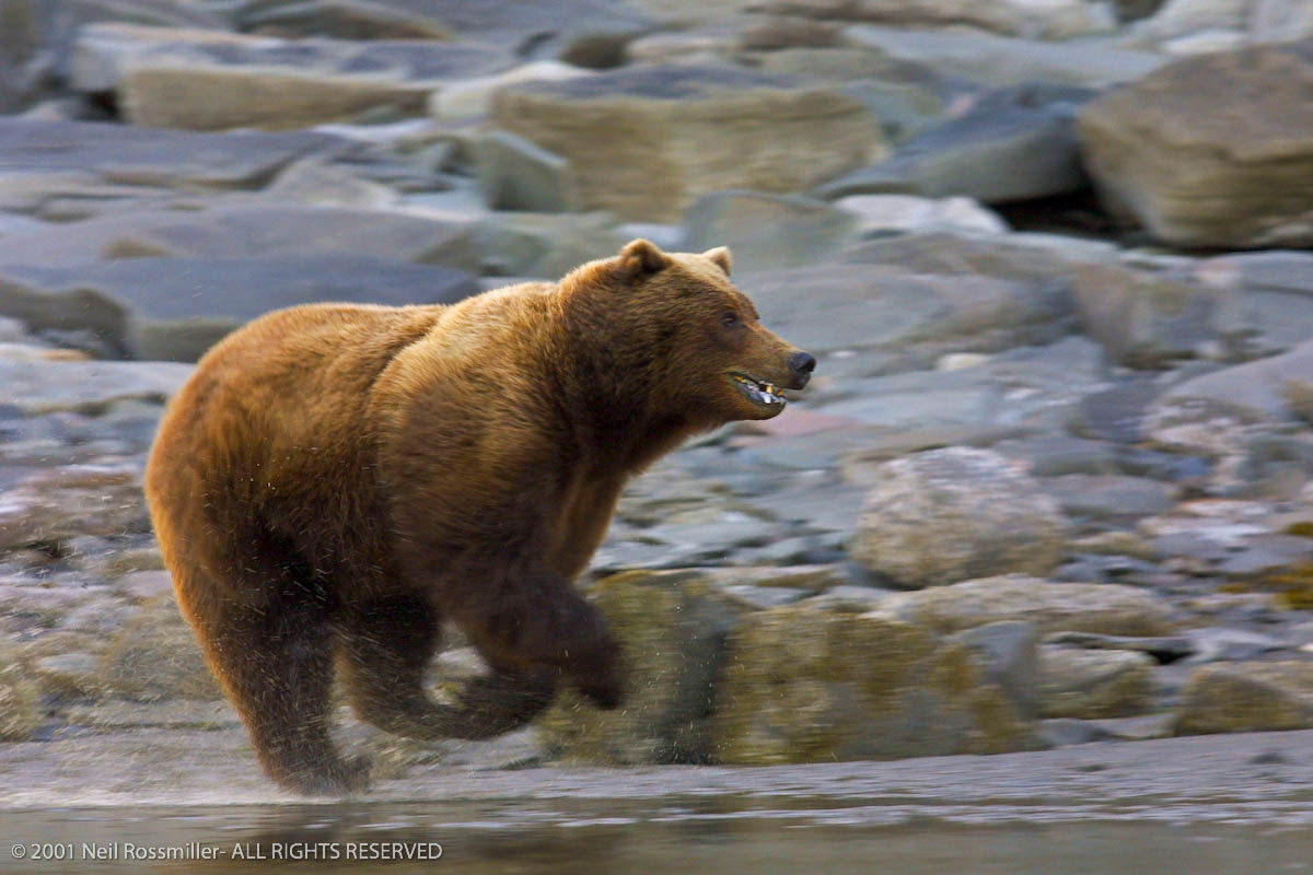 Hell Bent Bear