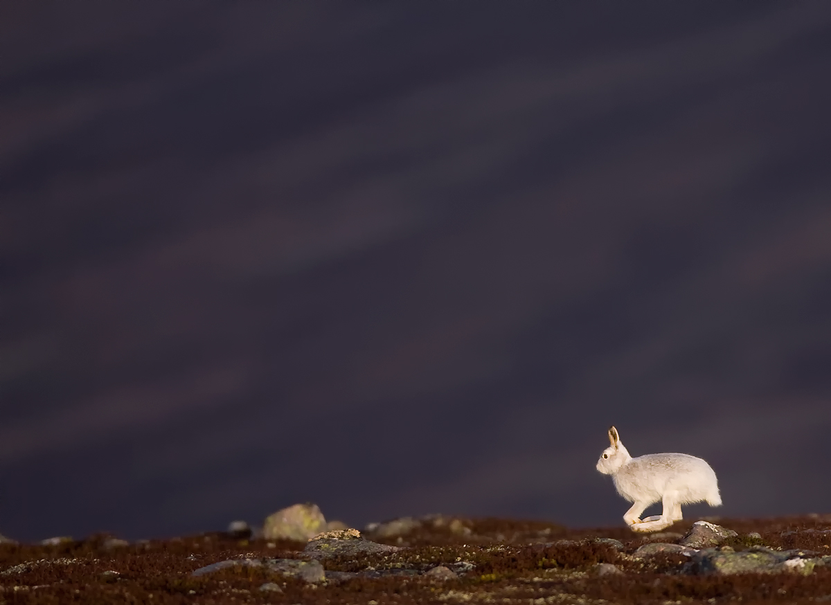 Mountain Hare