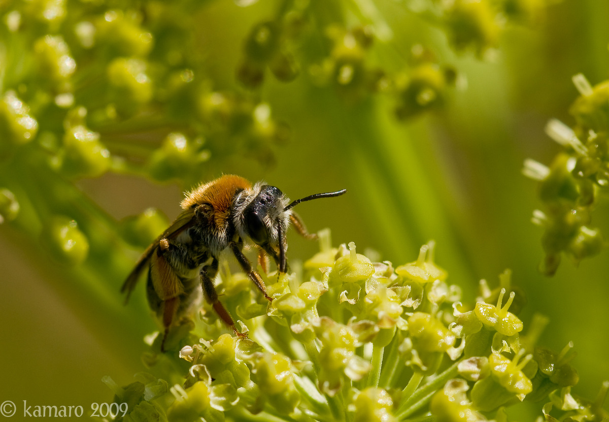 Early Mining Bee