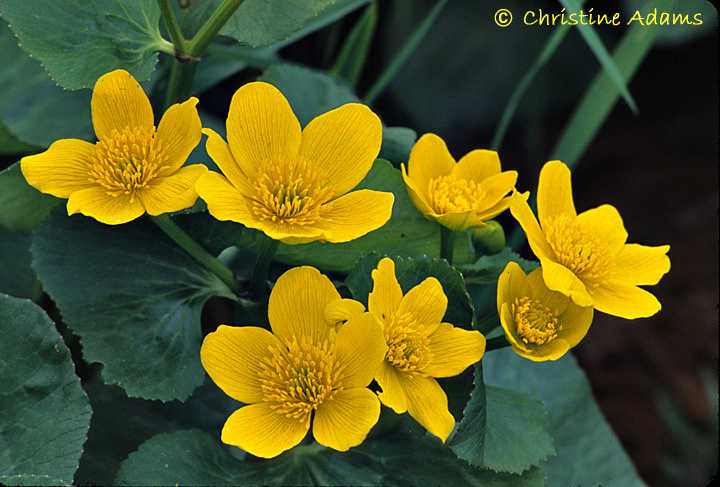 Theme~ Marsh Marigolds