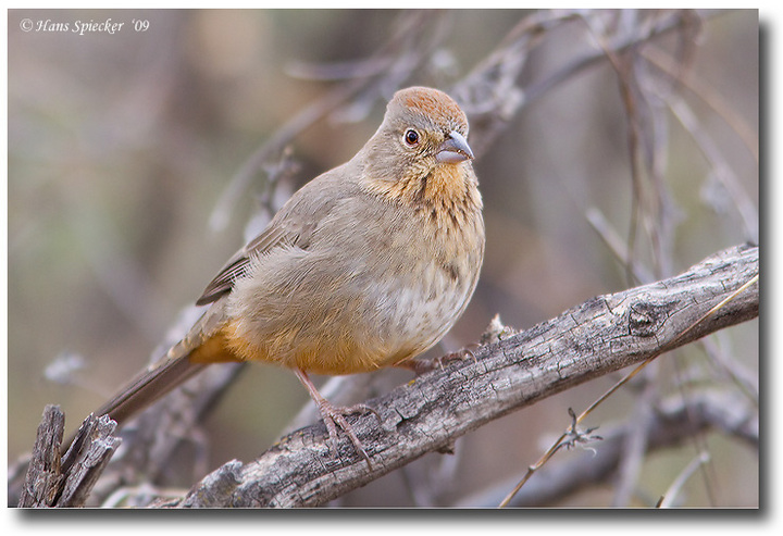Canyon Towhee
