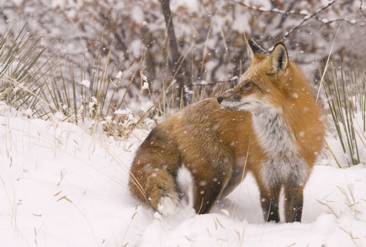 Snowy Fox
