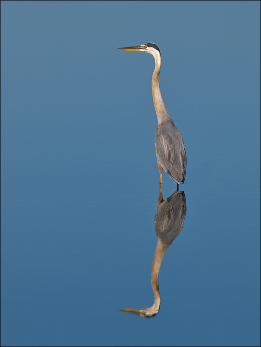 GBH Repost