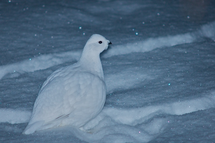 Ptarmigan "Repost"