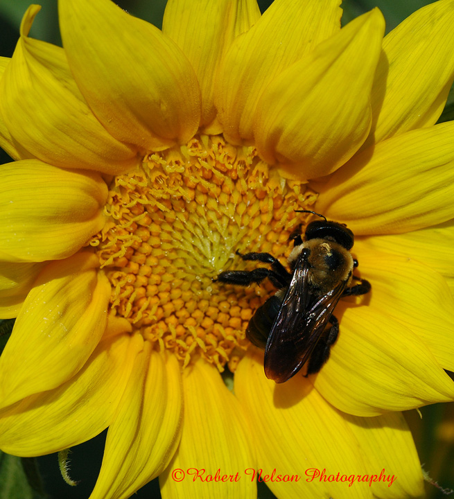My Bee list