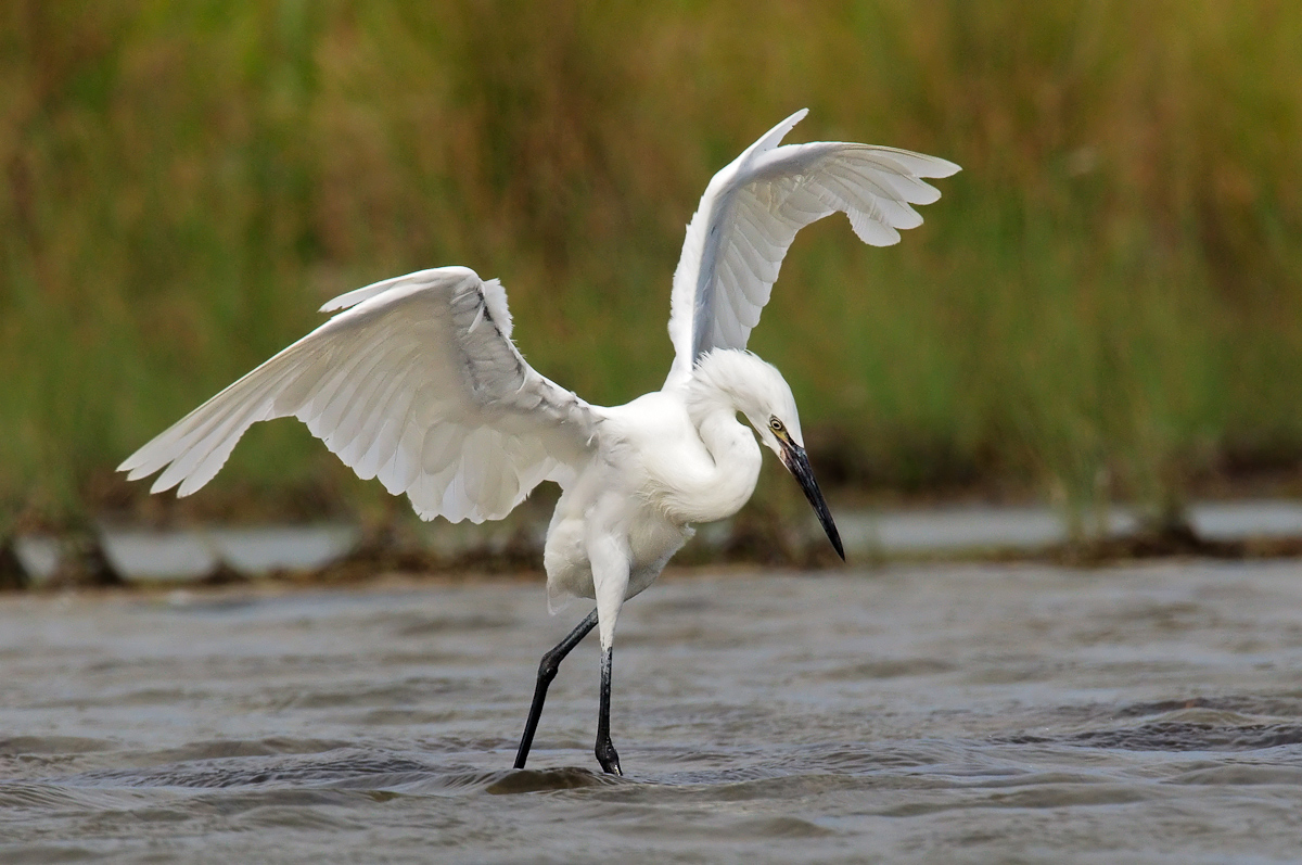 White Morph Reddish Egre